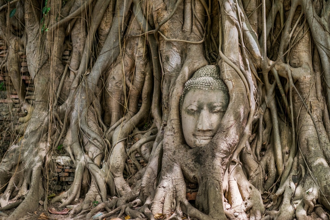buddhist-face-in-tree-stock