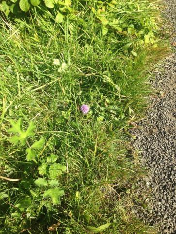 PURPLE CLOVER BY THE PATH
