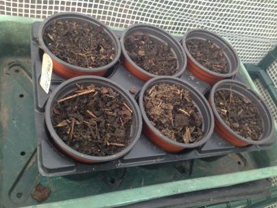 6 pots sown with runner beans
