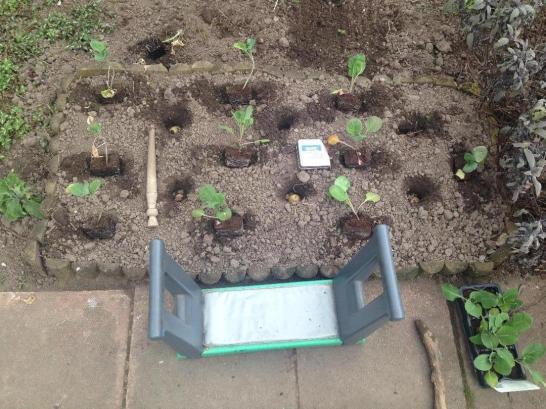 Potatoes and Brussels seedlings planted with dibber and measuring tape on ground and kneeler on path